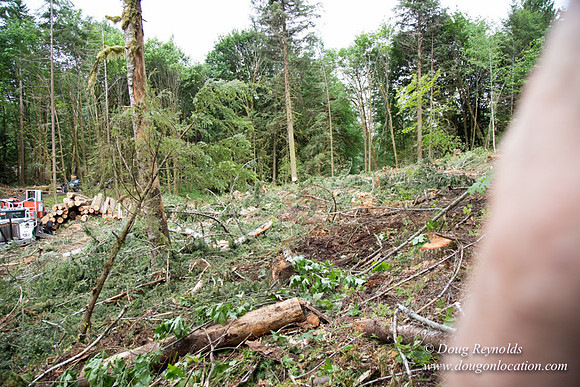 logging