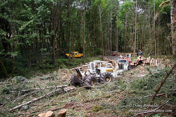 logging