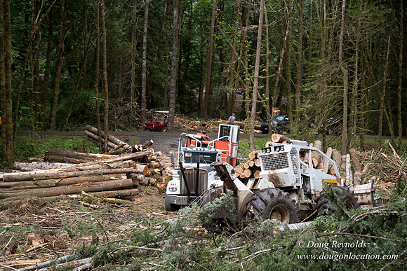 logging