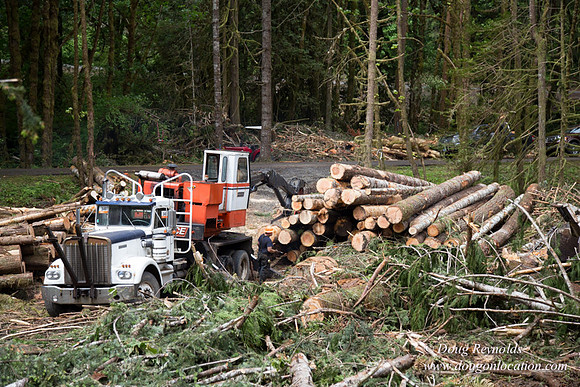logging