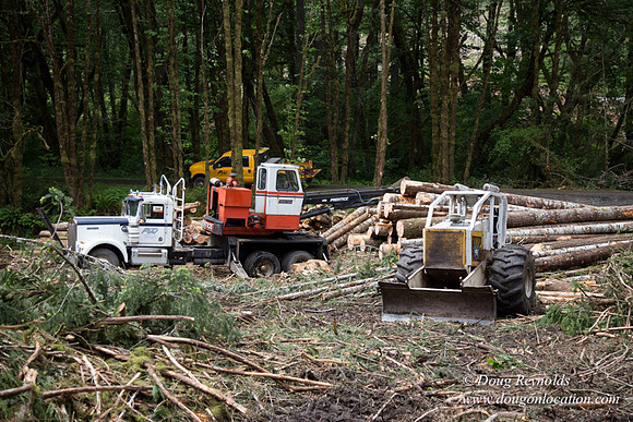 logging