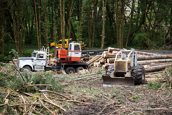 logging