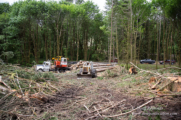 logging