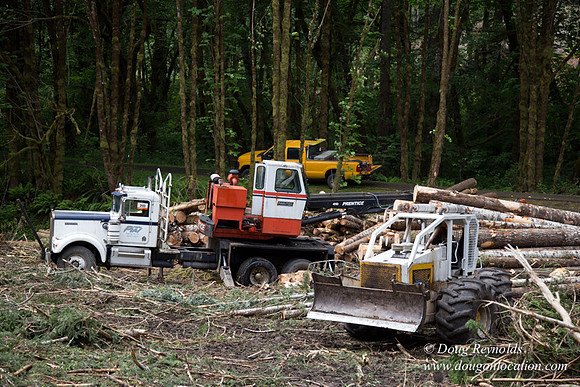 logging