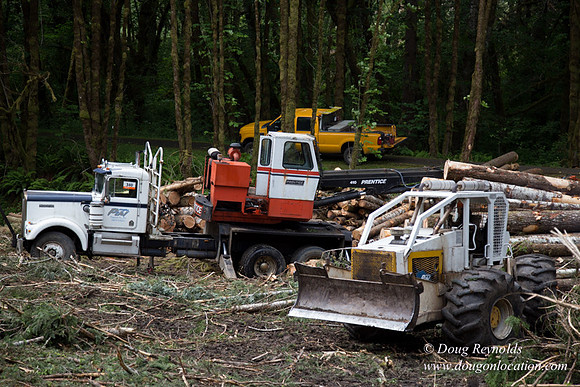 logging