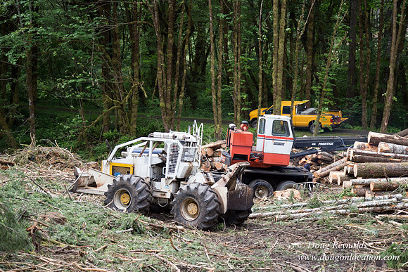 logging