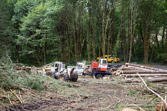 logging