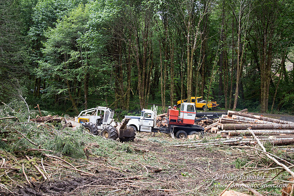 logging