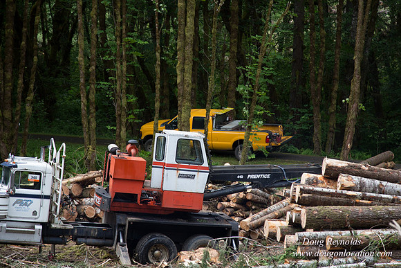 logging