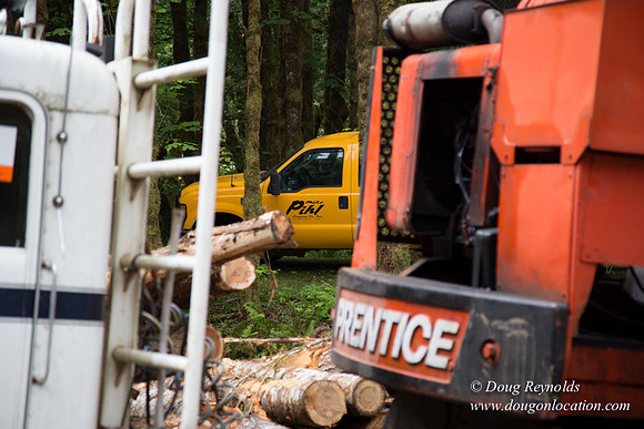 logging