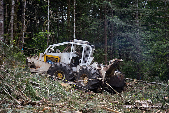 logging