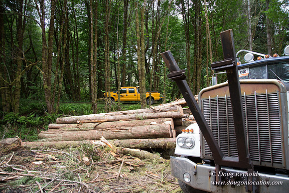 logging
