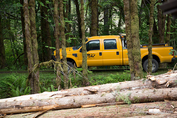 logging