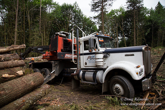 logging