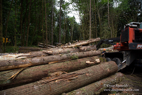 logging