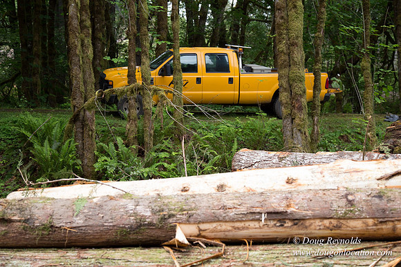 logging