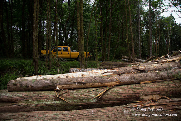 logging