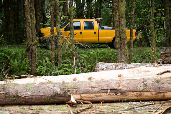 logging