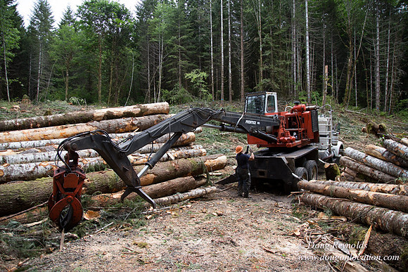 logging