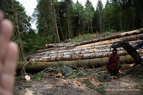 logging