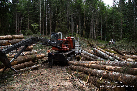 logging