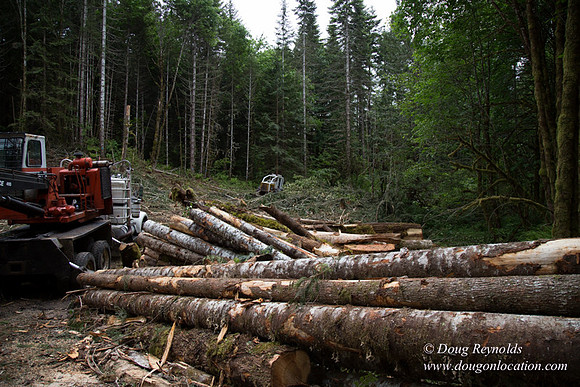 logging