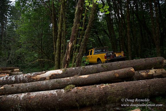 logging