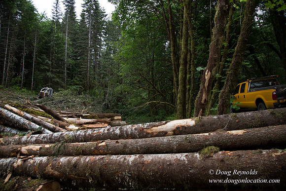 logging