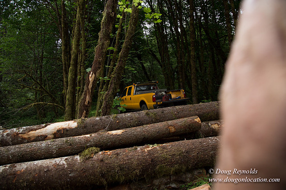 logging