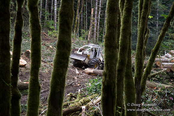 logging