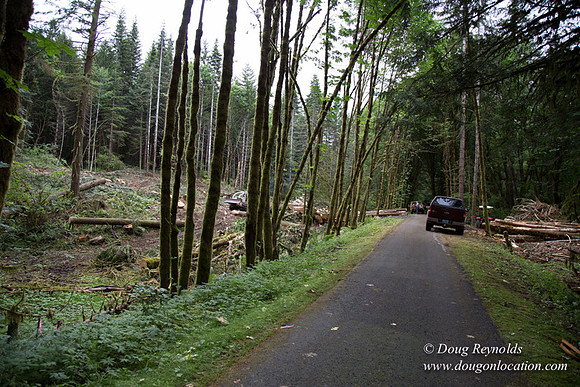 logging