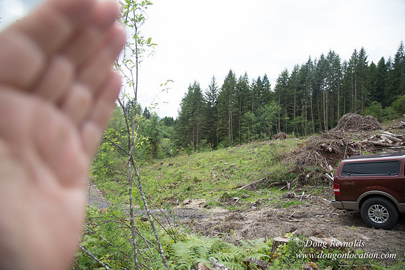 logging