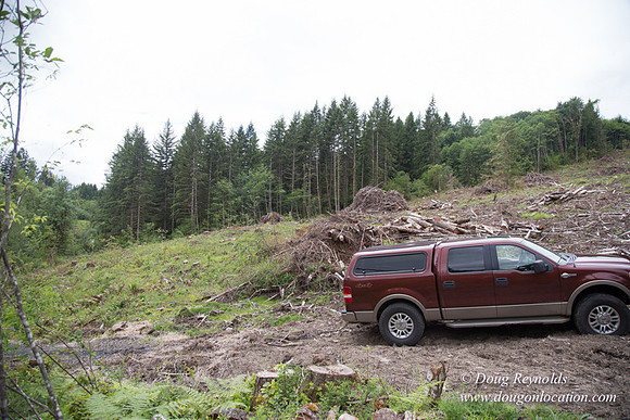 logging