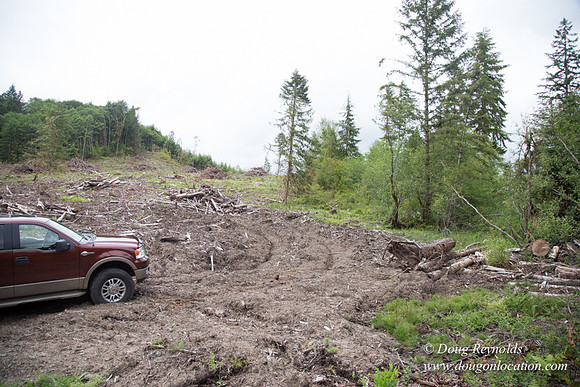 logging