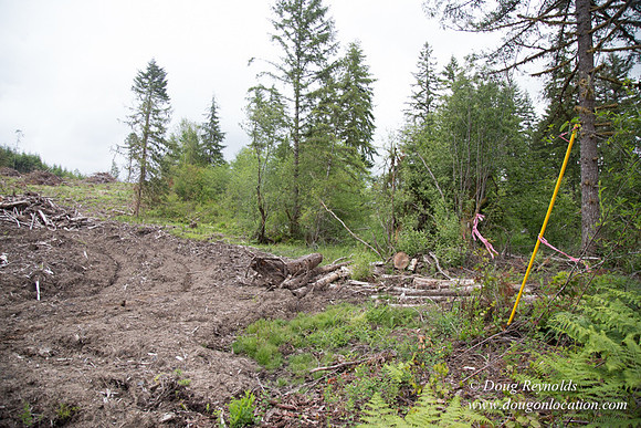 logging