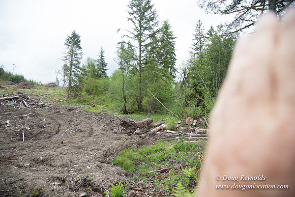 logging