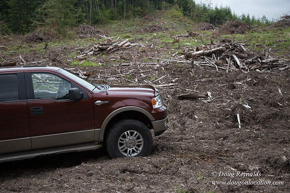 logging