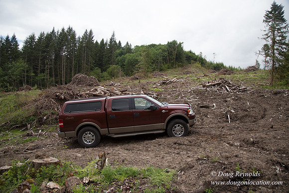 logging