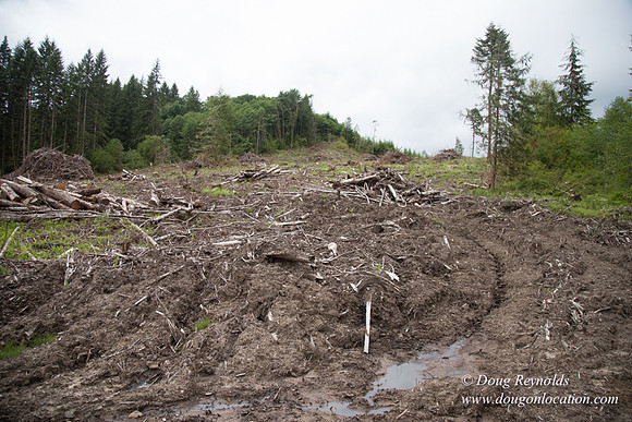 logging