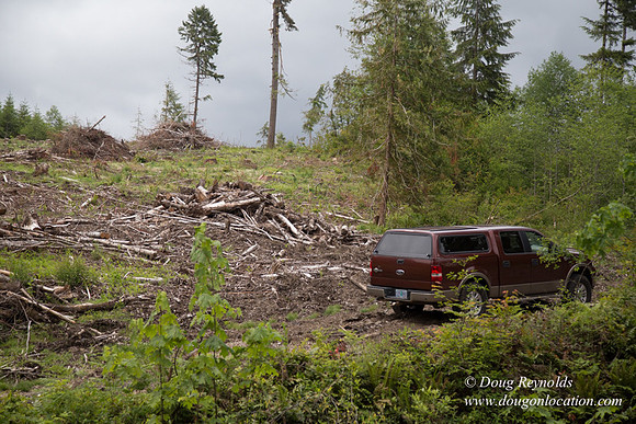 logging