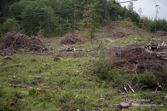 logging