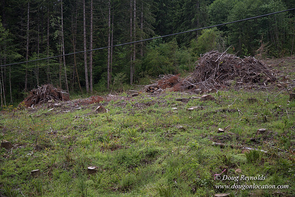 logging