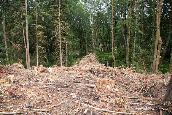 logging