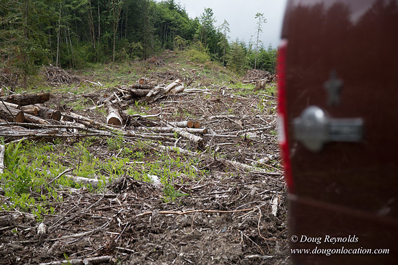 logging