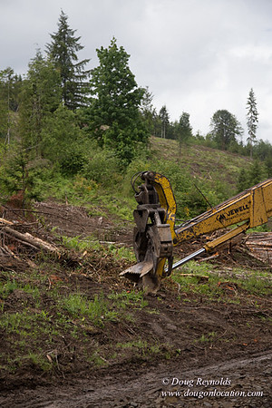 logging