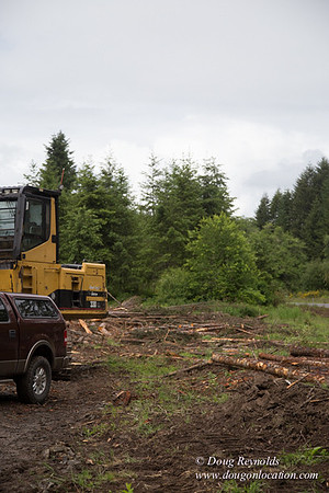 logging