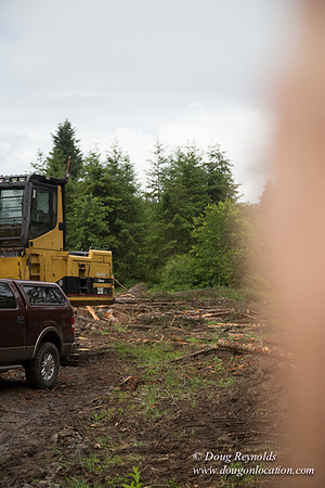 logging