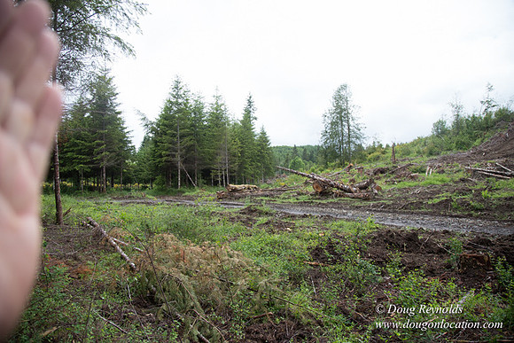 logging
