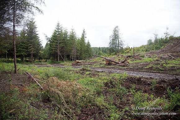 logging