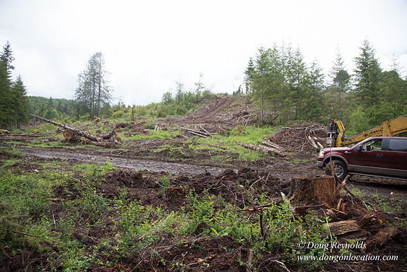 logging